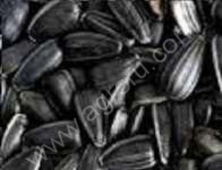 Подсолнечник Кулундинский