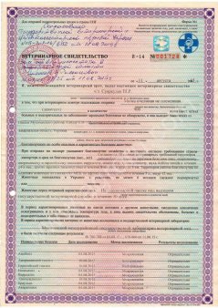 Пчелопакеты 2017