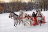 Упряжь для лошади