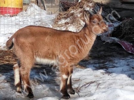 Альпийские козлики с родословной
