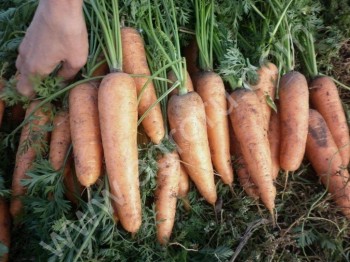 <span>морковь</span> свекла столовая оптом