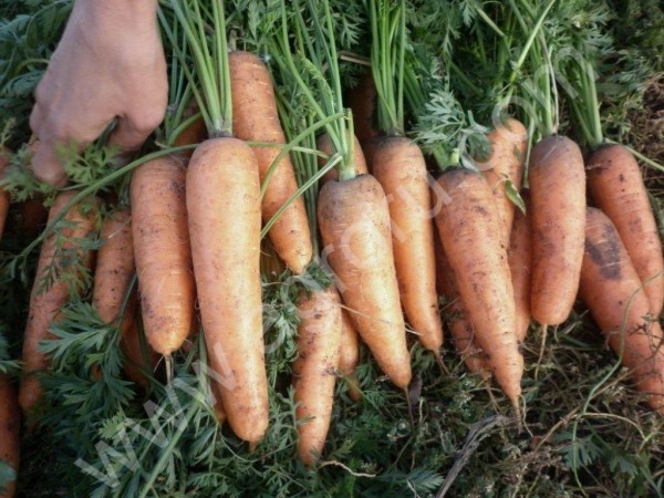 Морковь,свекла столовая оптом