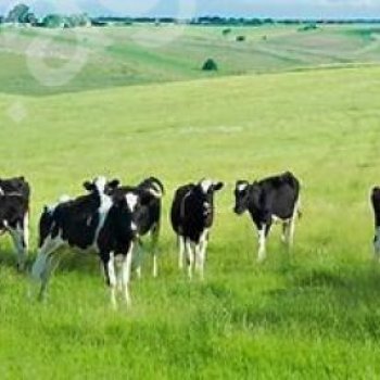 Земельные участки в Ростовской области и земельный участок на территории Ростова-на-Дону