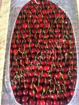 Черешня оптом
