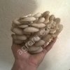 Грибы свежие культивируемые Вешенка