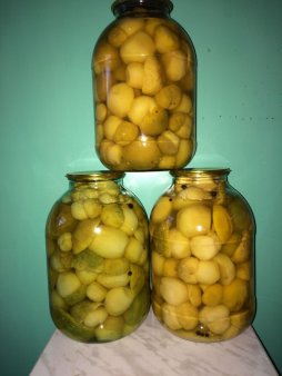 грибы Белые соленые маринованные сухие