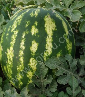 Арбуз оптом