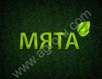 Мята оптом.