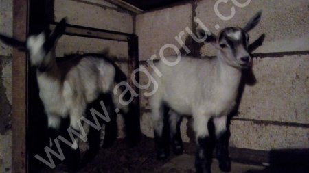 Чистопородные Альпийские козлики и козочки