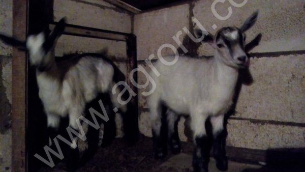 Чистопородные Альпийские козлики и козочки