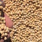 Лен, горох, жом