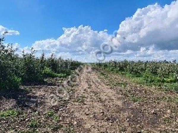 Фермерское хозяйство 80 Га (Сад)