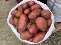 Картофель Новосибирск