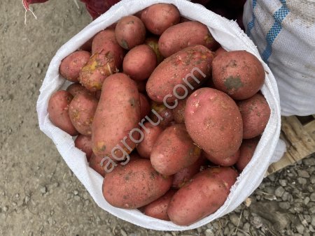 Картофель Новосибирск