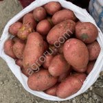 Картофель Новосибирск
