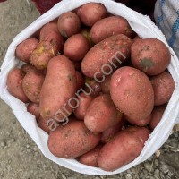 Картофель Новосибирск
