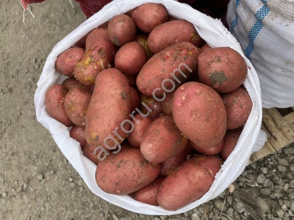 Картофель Новосибирск