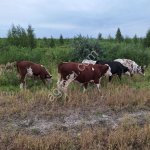 Корова быки