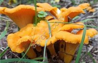 Сушеная лисичка