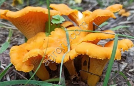 Сушеная лисичка