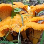 Сушеная лисичка