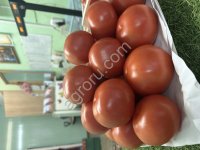 Томат Тореро F1