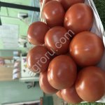 Томат Тореро F1