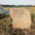 Сено луговое разнотравье