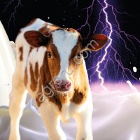 Усилитель цельного молока сухой «БУСТЕРКАП»