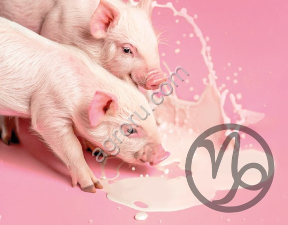 Йогурт сухой «Капилакт Б» для поросят с 4 по 14 день жизни