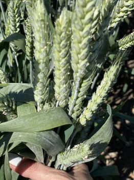 Семена озимой пшеницы Аксинья