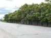 Cемена маньчжурского ореха (seed Juglans mandshurica)