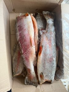 Форель радужная ПБГ 2,2+