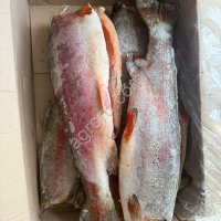 Форель радужная ПБГ 2, 2+
