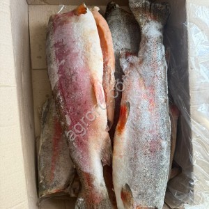 Форель радужная ПБГ 2,2+