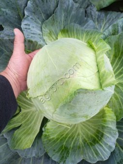 Капуста от производителя