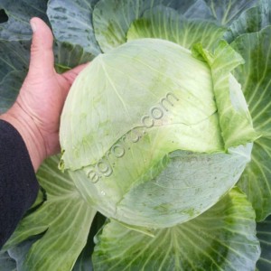 Капуста от производителя