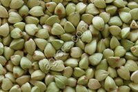 Зеленая гречка