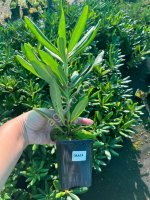 Саженцы лественных и хвойных растений