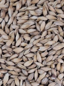 Солод ячменный светлый