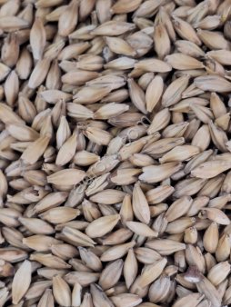 Солод ячменный светлый