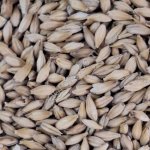 Солод ячменный светлый