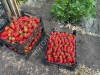 Свежая клубника опт