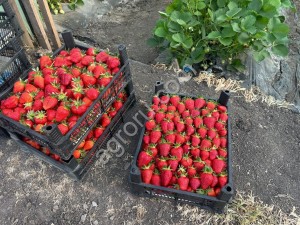 Свежая клубника опт