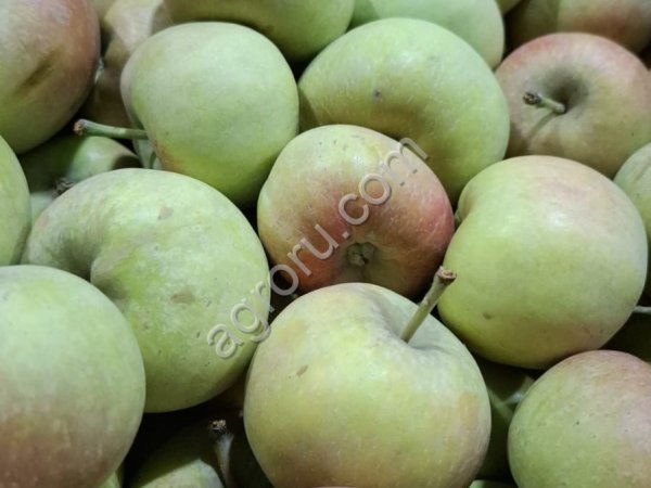 Яблоки второго сорта.