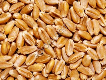 <span>пшеница</span> кл 15 протеин
