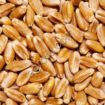 Пшеница кл 20.15 протеин 12.65