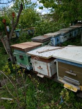 Пчелы, пчелопакеты в Курской области