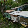 Пчелы, пчелопакеты в Курской области