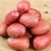 Семенной картофель